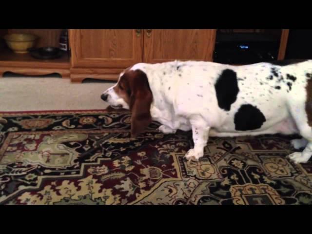 Dopey Basset Hound