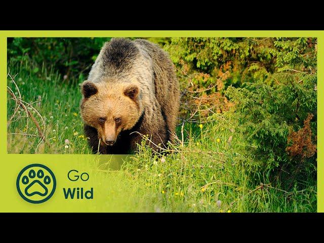 Italian Bears - Wild Italy: Top Predators 2/6 - Go Wild