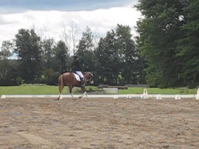 JW Michigan Summer Dressage 2013