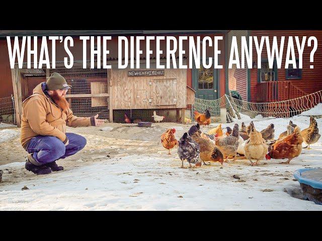 Why Bother With Heritage Breed Chickens?