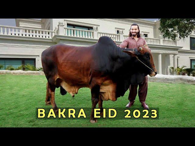 Bakra eid 2023 l Peshori vines