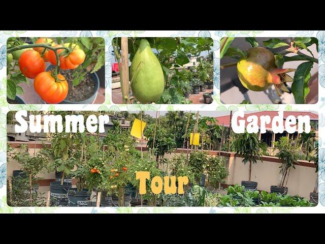 Organic Summer Vegetables And Fruits Garden Tour Of My Terrace Garden