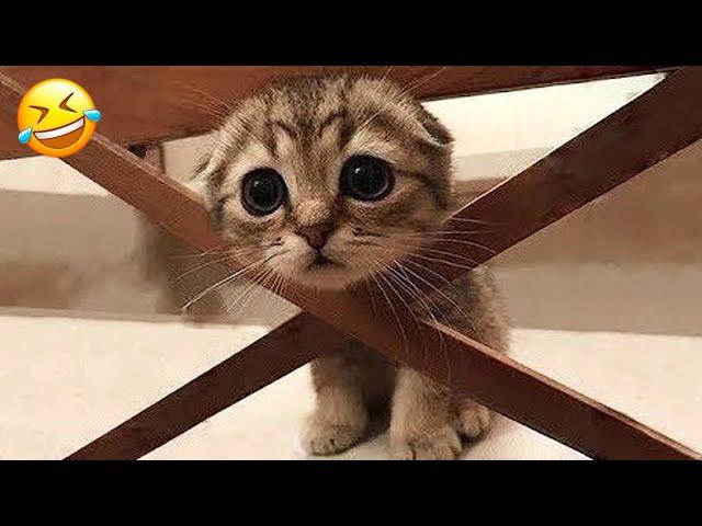 New Funny Animals  Funniest Cats and Dogs Videos  Part 14