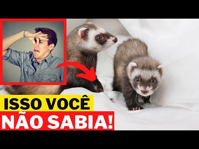 12 CURIOSIDADES SOBRE O FURÃO (FERRET) | ANIMAIS DE ESTIMAÇÃO