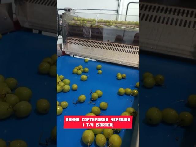 Запущена линия сортировки черешни в Калининграде! #черешня #садоводство #калининград #агротехнологии