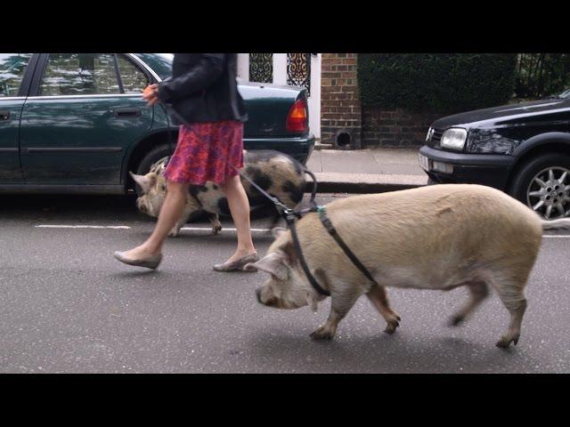 What's it like to take 3 dogs and 2 pigs for walks around West London? : Antonia, Londoner #128