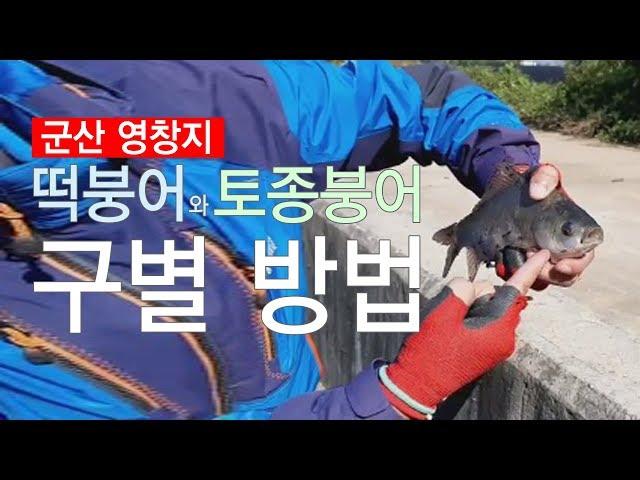 더붕어낚시! 떡붕어와 토종붕어 구별법-군산 영창지