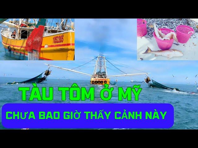 Tàu Tôm Ở Mỹ Chưa Bao Giờ Thấy Được Cảnh Hay Này