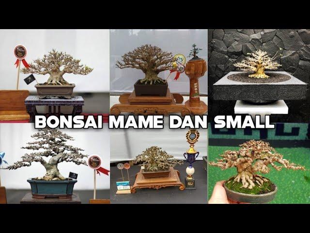 Kumpulan inspirasi Bonsai mame dan small terbaik se Indonesia