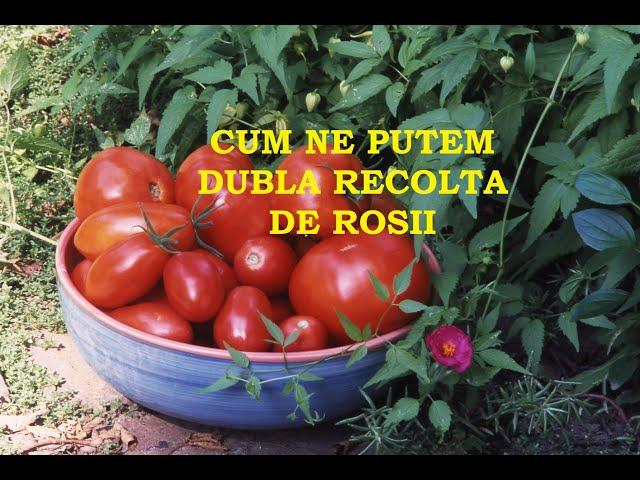 Cum ne putem dubla recolta de roșii.  Câteva sfaturi utile