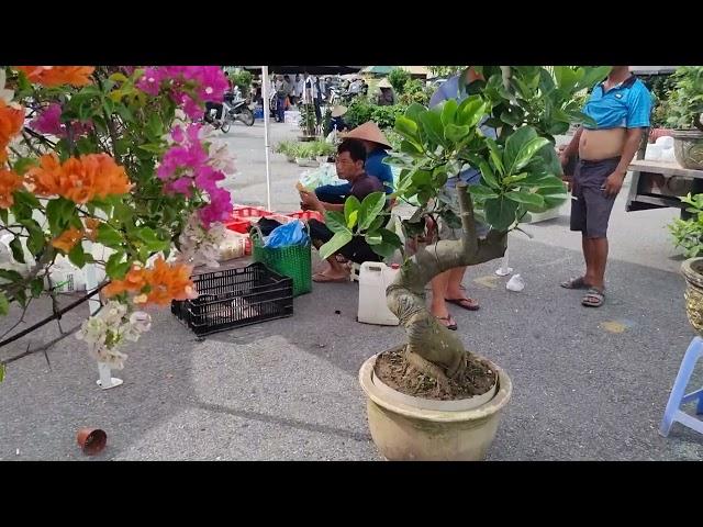 SH.9172. Đi chợ Sơn Tây bonsai tầm nhỏ dễ chơi.