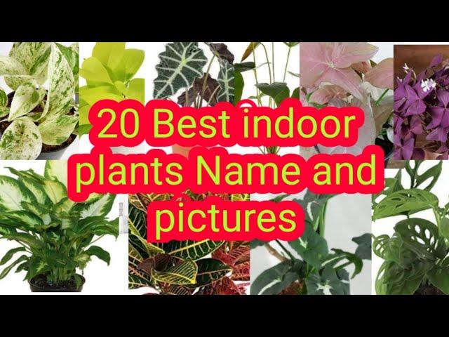 20 best indoor plants name and pictures