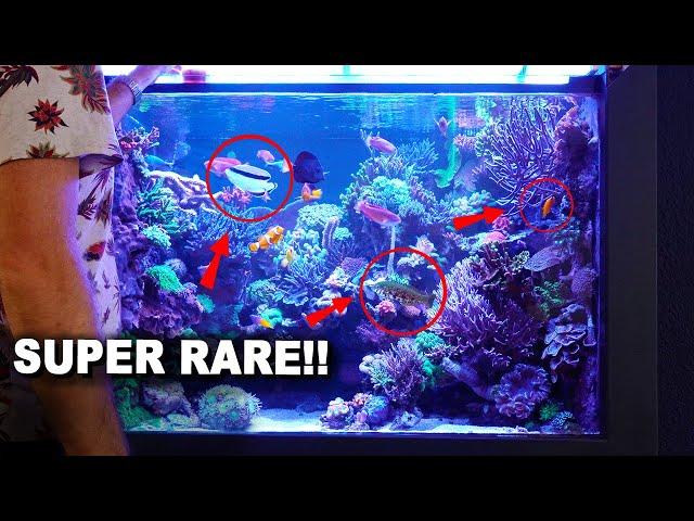 REEF TANK TOUR - High exclusive animals!! - 650 liter tank with *most rare fish* - Part I