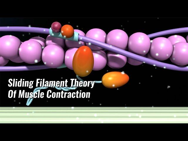 Sliding Filament Theory Of Muscle Contraction Explained