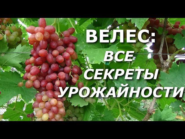 СЕКРЕТЫ УРОЖАЙНОСТИ ВИНОГРАДА ВЕЛЕС