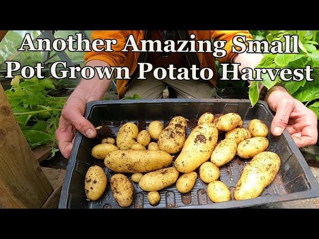 Amazing Crop of Potatoes from a Small Pot