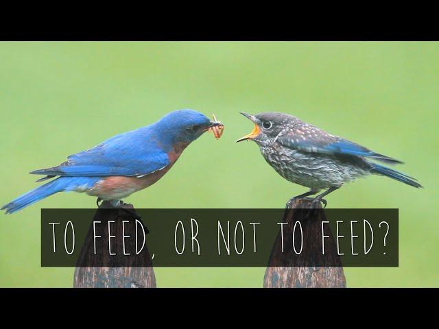 To Feed, or Not to Feed