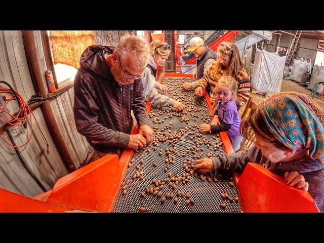 It's Time to Harvest and Clean Some Nuts!