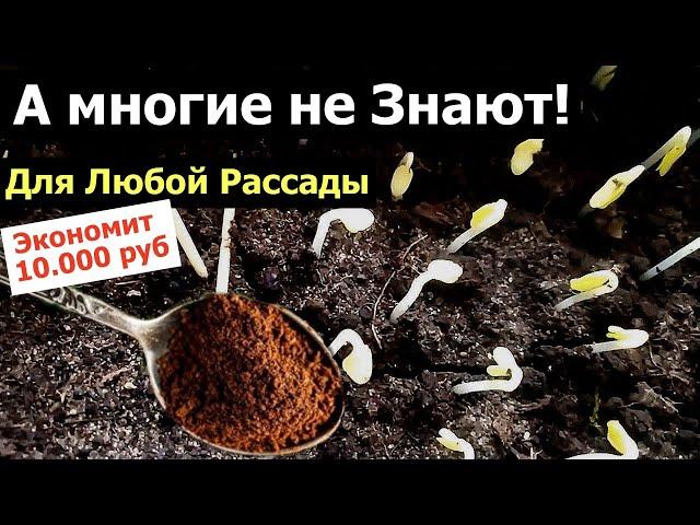 Я ОБАЛДЕЛ! Это можно добавить в почву и Рассада Будет Толстым Крепышом