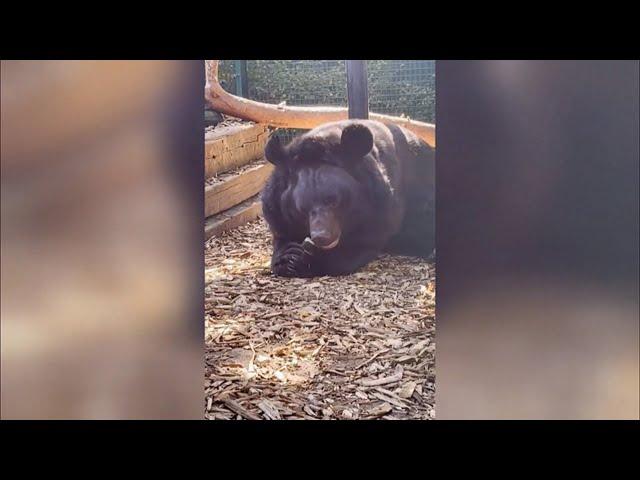 Bear rescued in Ukraine shelling gets home in Five Sisters Zoo (Scotland) 12/Jan/2024