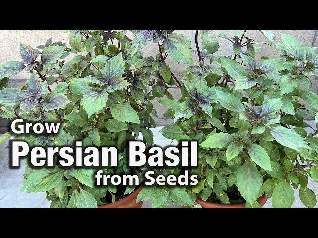 How to Grow Persian Basil or Reyhan from Seed in Pots | Easy Planting Guide