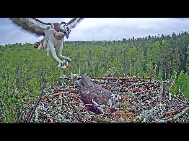 Estonian Osprey Nest (Marko & Miina) 2021