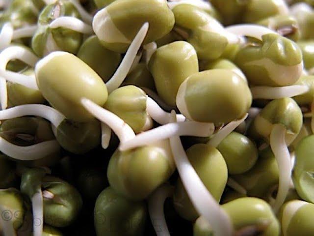 Growing Mung Bean Sprouts in our Stainless Steel Sprouter