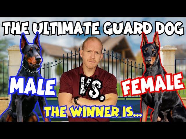 Dobermans as Guard Dogs: Are Males or Females Superior?