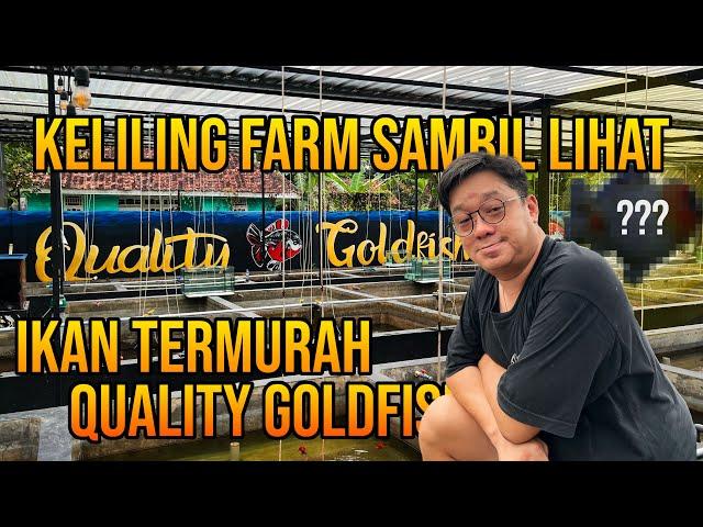 FARM TOUR ‼️ KELILING FARM LIHAT IKAN KOKI TERMURAH QUALITY GOLDFISH‼️