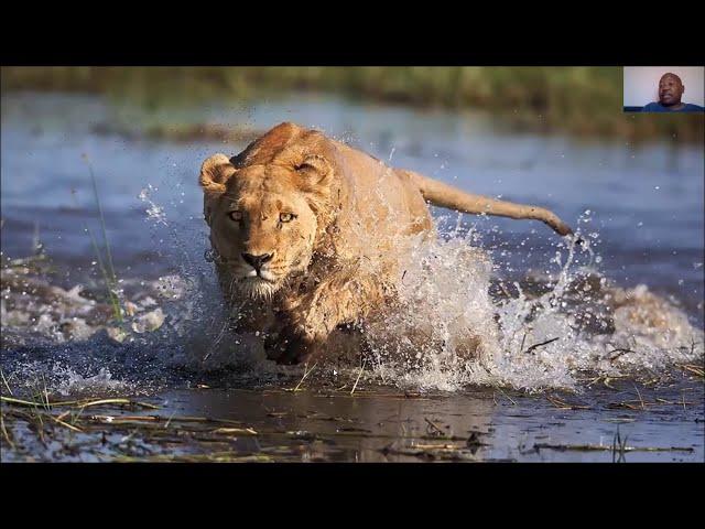 VICTOR DITIRO: WILDLIFE OKAVANGO DELTA