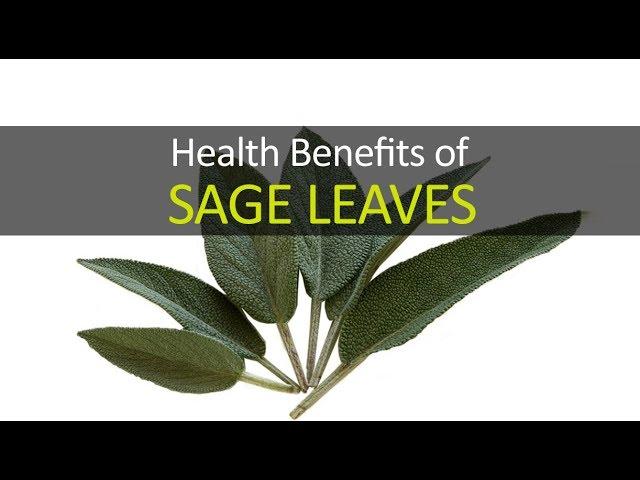 10 Health Benefits of Sage Leaves