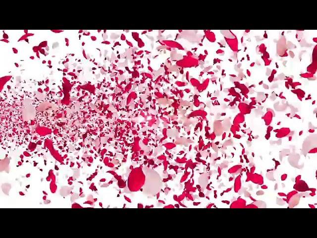 "Magical Rose Petals Falling from the Sky | Mesmerizing Aesthetic Visuals | VMC Creation Network"