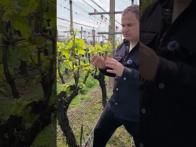 ОБЛОМКА АНОНС ВИДЕО#shorts #tiktok #сад #садоводничество #новости #юмор#сельскоехозяйство #БИЗНЕС