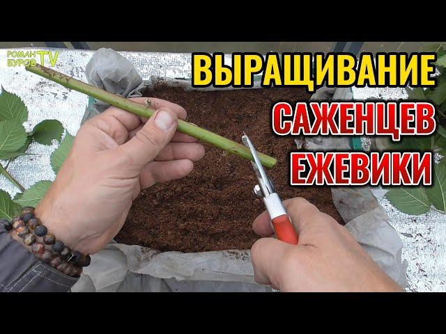  ЕЖЕВИКА: размножение зелеными черенками осенью - секретный прием 