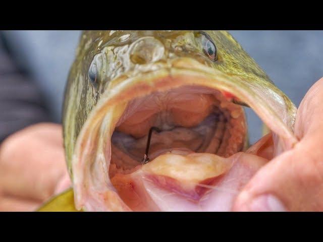 Remove Hooks from Deep-Hooked Fish With Minimal Harm