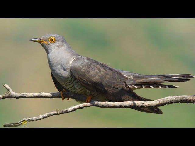 Cuckoo vs Black-headed bunting - Lesser Caucasus | Film Studio Aves