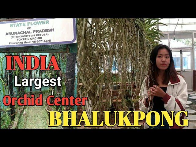 Explores India's largest Orchid research centre in Arunachal Pradesh||Bhalukpong|North East India