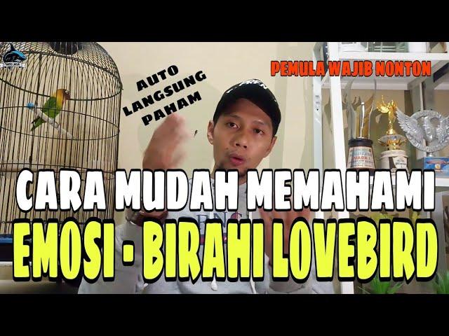 CARA MUDAH MEMAHAMI EMOSI DAN BIRAHI LOVEBIRD FIGHTER