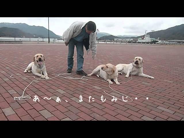 【ラブラドールLabrador もみじの成長記録】警察犬訓練士によるしつけ　マテ編