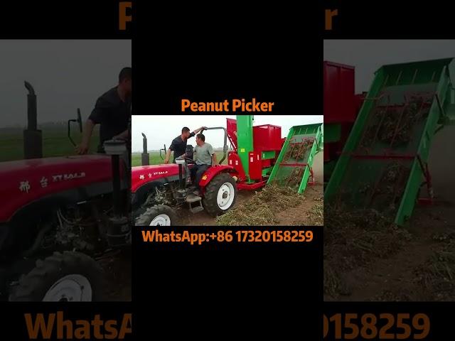 Harvesting Peanuts Like Magic: Peanut Picker Machine in Action!#peanut #groundnut