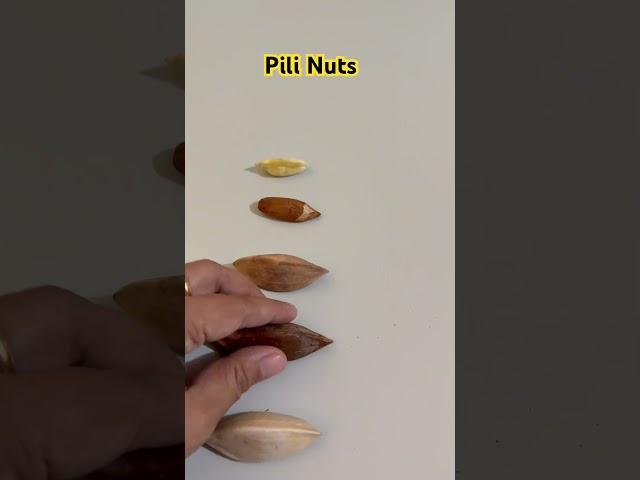 Pili Nuts evolution #pilinuts #pili #nuts #canariumovatum #nature