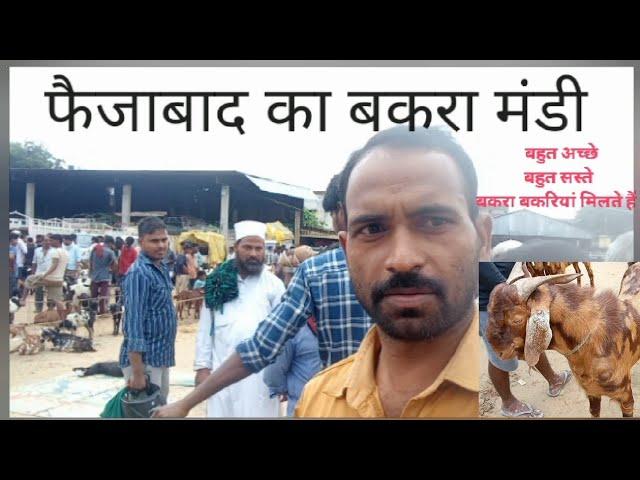 फैजाबद बकरा मंडी 05/10/2023 जुमेरात मंडी Faizabad bakra mandi jumeraat mandi#goats#goatmandi#sirohi