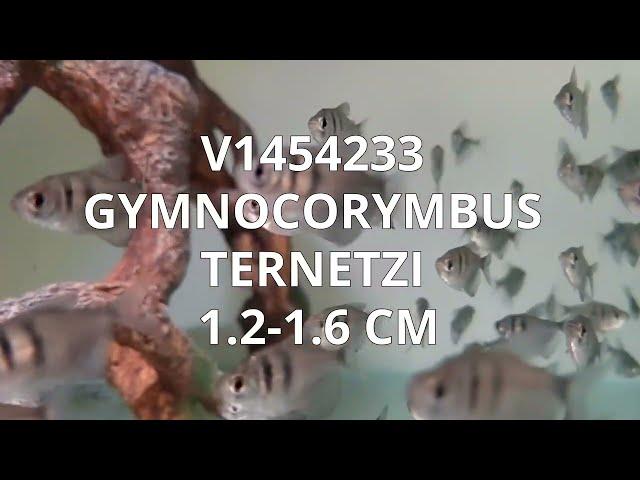 V1454233 | Gymnocorymbus Ternetzi 1,2-1,6 cm