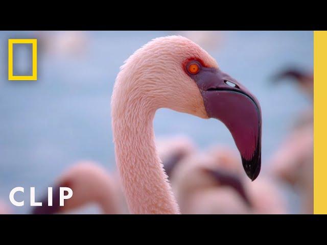 Protecting a Flamingo Paradise | Incredible Animal Journeys | National Geographic