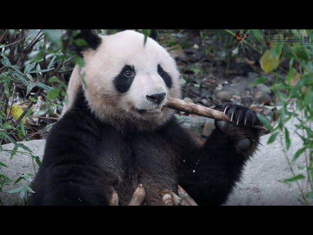 La vie quotidienne du panda Yuanmeng 圆梦 à Chengdu en Chine.