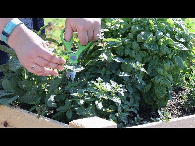 How To Harvest Herbs