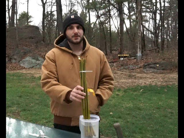 Planting Willows For Meat Rabbit Fodder