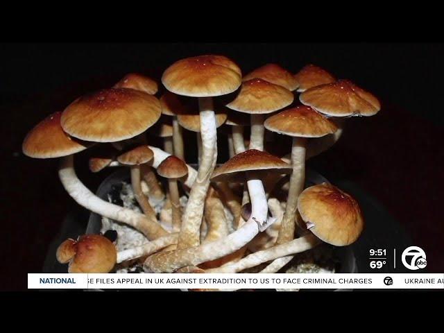 Benefits of Mushrooms