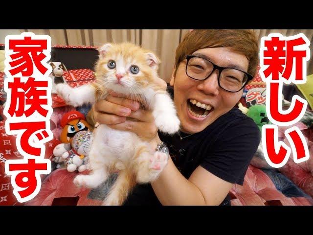 [Report] I got a new family! I’m gonna keep a cat! [Hikakin TV] [Cat]
