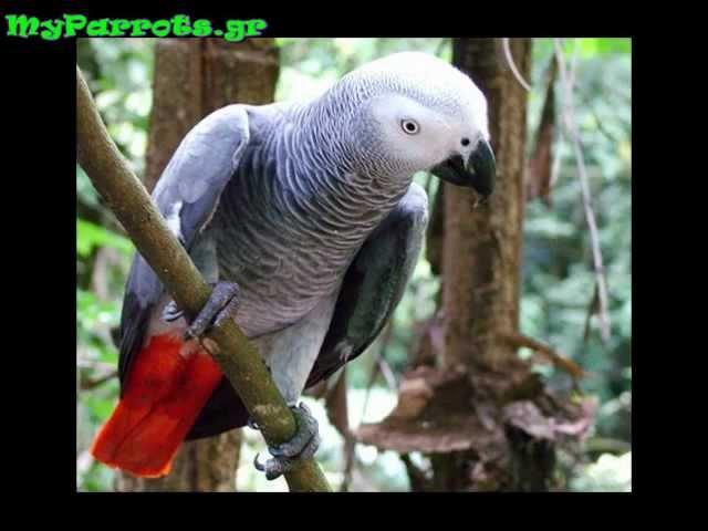 African Grey Parrot Presentation by MyParrots.gr